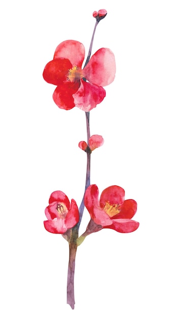 Chaenomeles japonica Quitte Aquarellillustration Handzeichnung von Quittenzweigen und Blumen