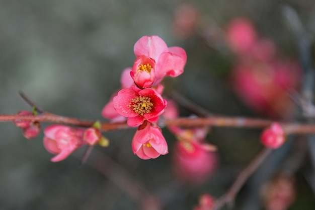 Chaenomeles speciosa o membrillo floreciente flores rosas temporada de primavera