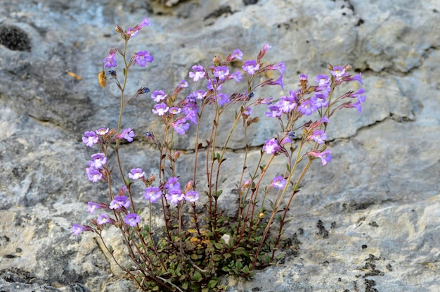 Chaenorhinum origanifolium es una planta rocosa originaria de la Península Ibérica y las Islas Baleares