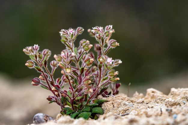 Chaenorhinum reyesii, es una especie de planta con flores de la familia Scrophulariaceae.