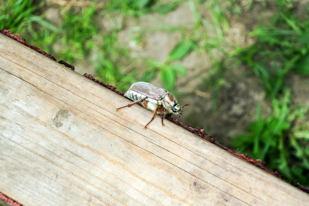 Chafer arrastrándose en el tablero