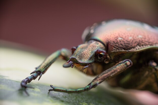 Chafer na natureza