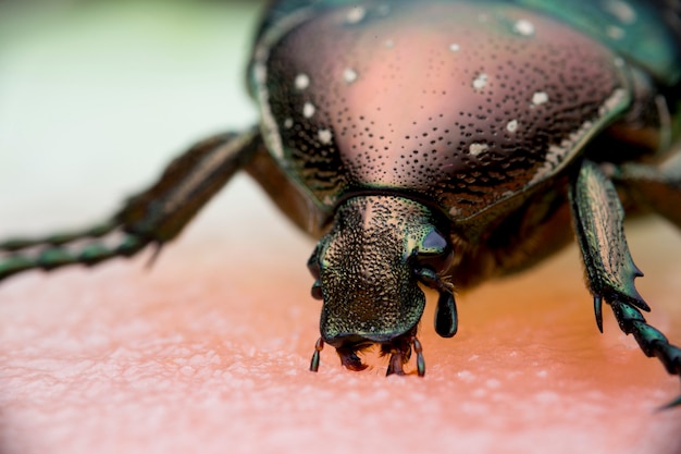 Chafer en la naturaleza. cerrar