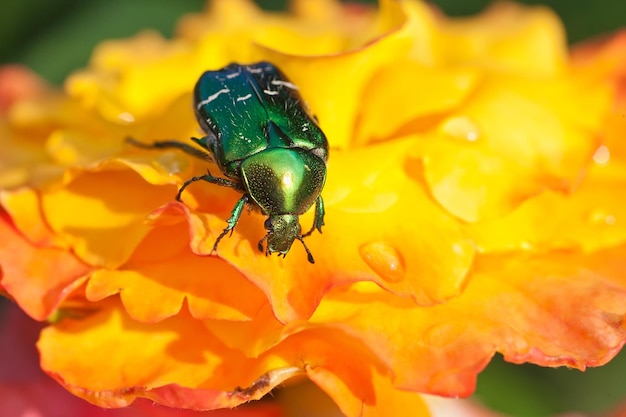 Chafer rosa sobre flores amarillas