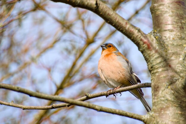 El chaffinch de Eurasia se alza en una rama de un árbol de cerca