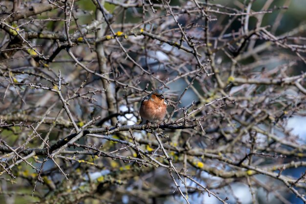 Chaffinch Fringilla coelebs sentado en una rama en el bosque de invierno