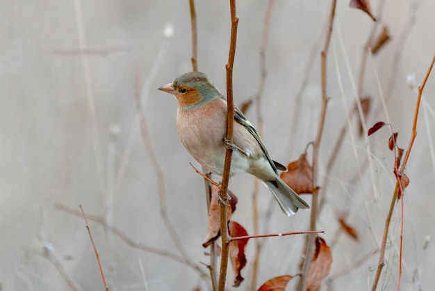 Chaffinch Fringilla coelebs se sienta en una hermosa rama