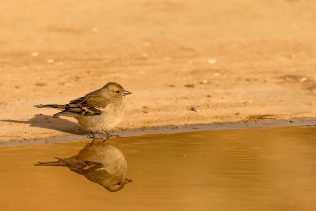 Chafinch comum ou Fringilla coelebs pássaro passerine da família Fringillidae