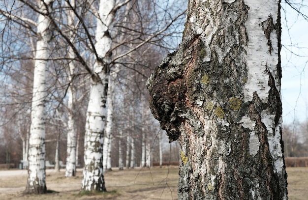 Chaga-Birkenpilz oder Inonotus obliquus am Baumstamm