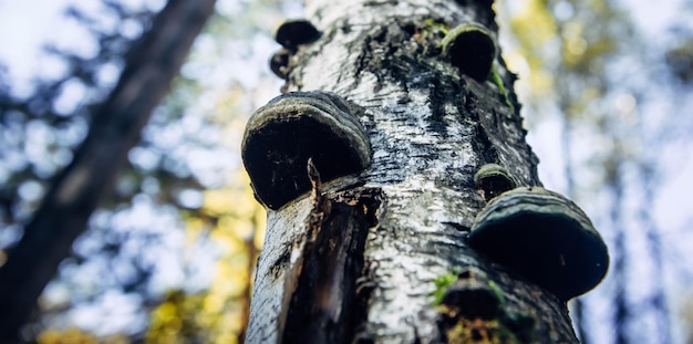 Chaga-Pilz auf Birkenstamm Nahaufnahme Grauer Pilz, der auf Bäumen in der Waldbodenansicht hervorsteht Konzept der alternativen Volksmedizin