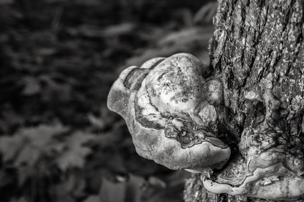 Foto chaga-pilz auf einem baum