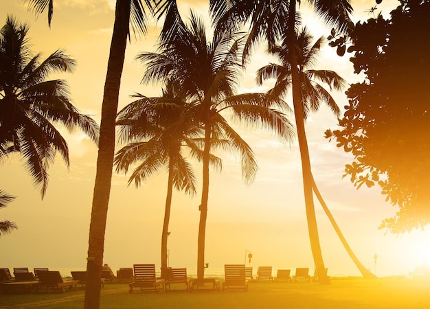 Chaise-longues en una playa del océano Índico, Sri Lanka