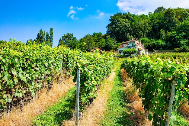 Chalé na trilha de caminhada lavaux vineyard terraces, distrito de lavaux-oron, suíça