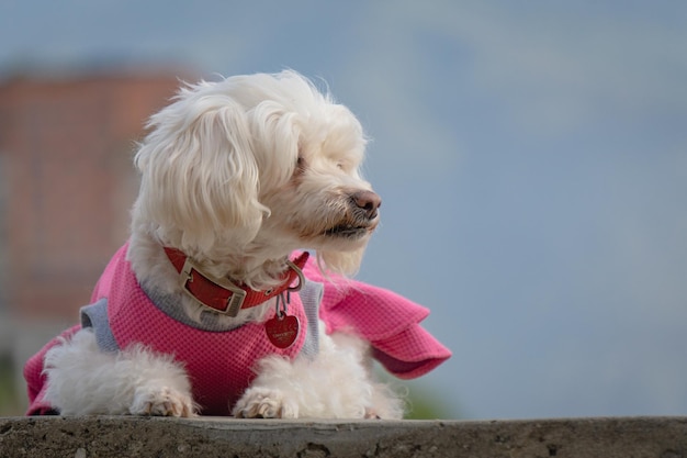 Un chaleco de perro rosa con una etiqueta.