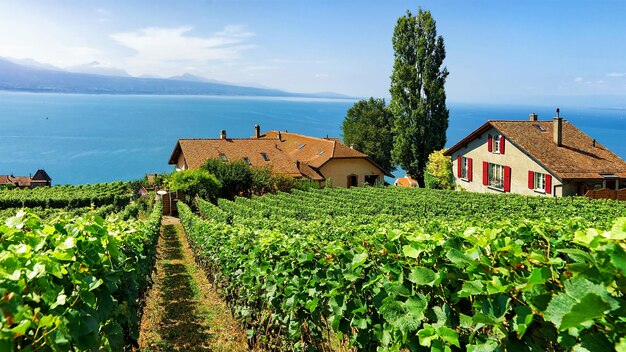 Chalés suíços na trilha de caminhada de Vineyard Terrace de Lavaux, Lago Genebra e montanhas suíças, distrito de Lavaux-Oron, Suíça