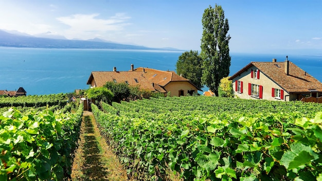 Chalets suizos en la ruta de senderismo Vineyard Terrace de Lavaux, el lago de Ginebra y las montañas suizas, distrito de Lavaux-Oron, Suiza