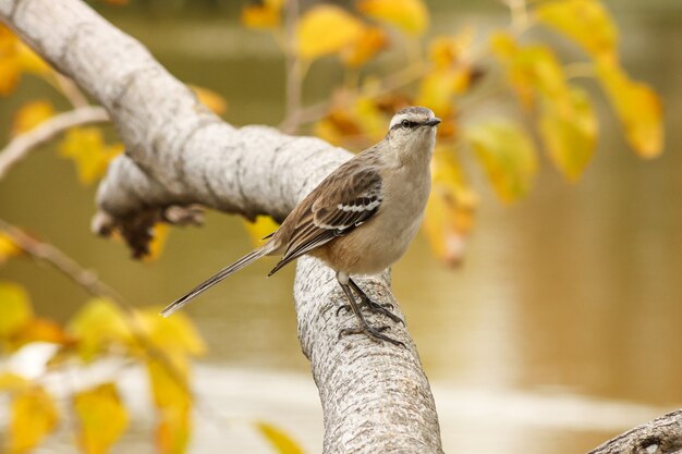 Chalkbrowed Mockingbird posado en una rama durante el otoño