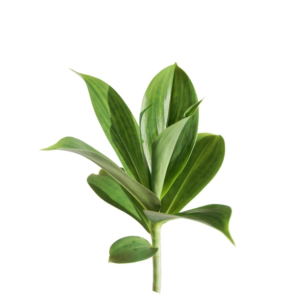 Chamaecostus cuspidatus costus ardiente o bandera espiral hojas verdes aisladas sobre fondo blanco