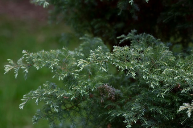 Chamaecyparis pisifera Boulevard Weihnachtskonzept Koniferenhintergrund