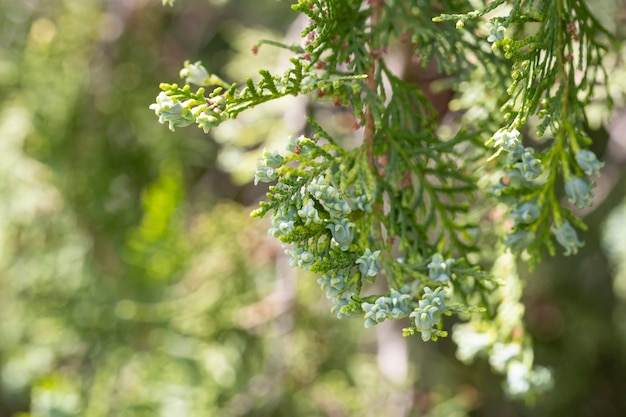 Foto chamaecyparis pisifera é uma espécie de falso cipreste nativo do centro e sul do japão