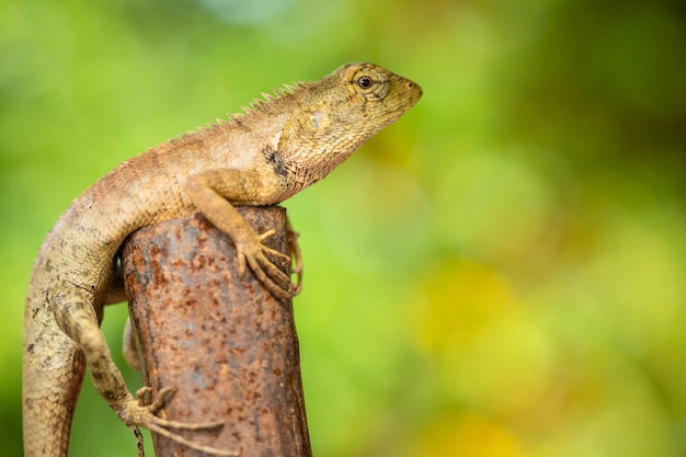 Chamäleon auf Zweig in der Natur