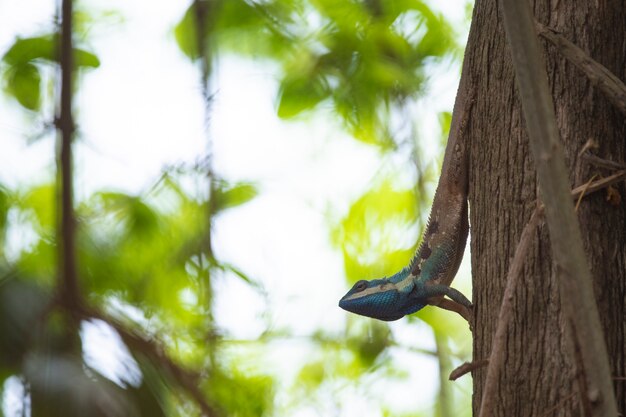 Chamäleon, Eidechse, Spezies des Chamäleons im tropischen Wald