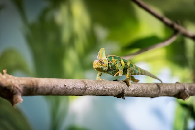 Chamäleon im Zoo Nahaufnahme eines Chamäleons, das auf einem Ast klettert