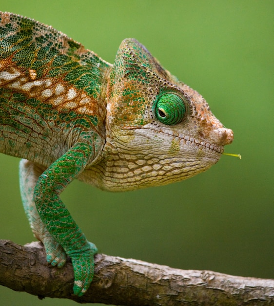 Chamäleon sitzt auf einem Ast. Madagaskar.