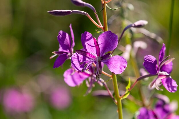 Chamaenerion angustifolium, fireweed, great willowherb, rosebay willowherb es una planta herbácea perenne de la familia Onagraceae. Las hojas de fireweed de esta planta pueden someterse a fermentación.