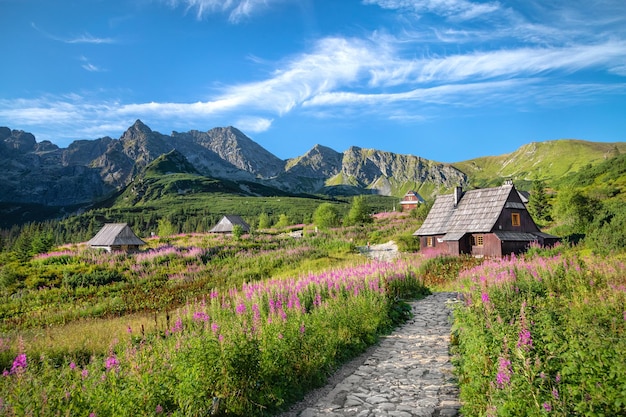 Chamaenerion floreciente en las montañas de Tatra del valle de Gasienicowa