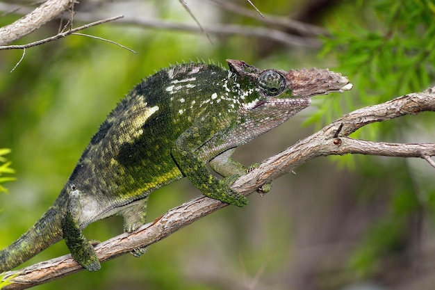 Chameleon fischer closeup en árbol chameleon fischer caminando sobre ramitas