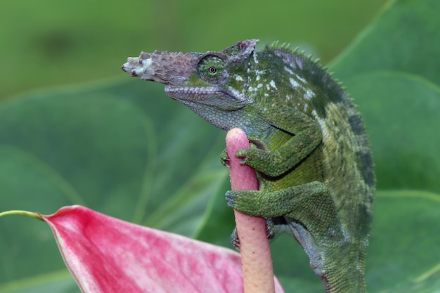 Chameleon fischer closeup em flor vermelha