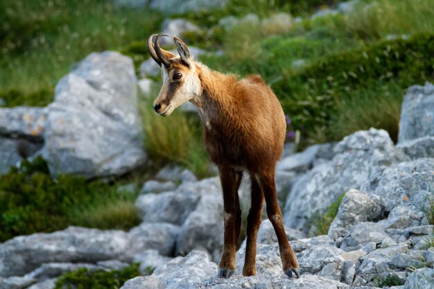 Chamois no parque natural de biokovo, na Croácia