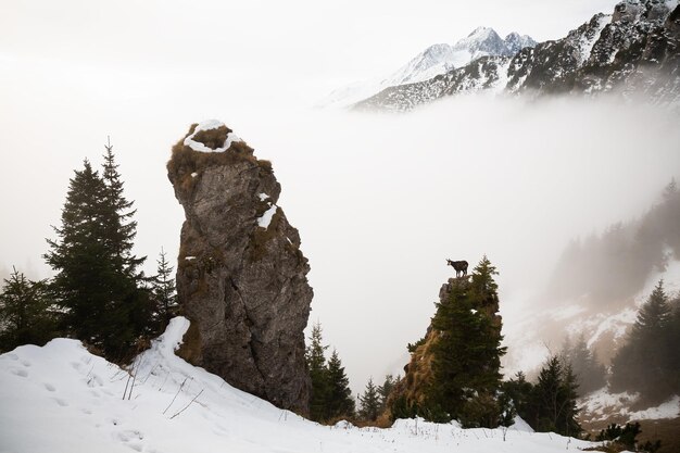 Foto chamois tatra subindo nas montanhas na névoa de inverno