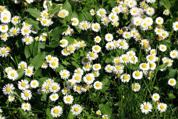 Chamomiles en la naturaleza