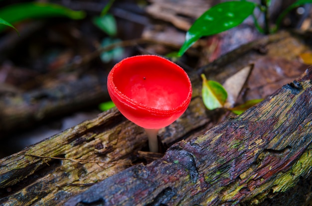 Champagne cogumelo na floresta