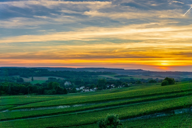 Champagne Vineyards bei Sonnenuntergang Montagne de Reims, Frankreich