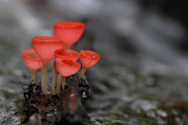 Champagnerpilz auf verrottendem Holz im Regenwald. Cookeina sulcipes