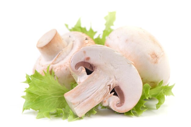 Champignon de cogumelos