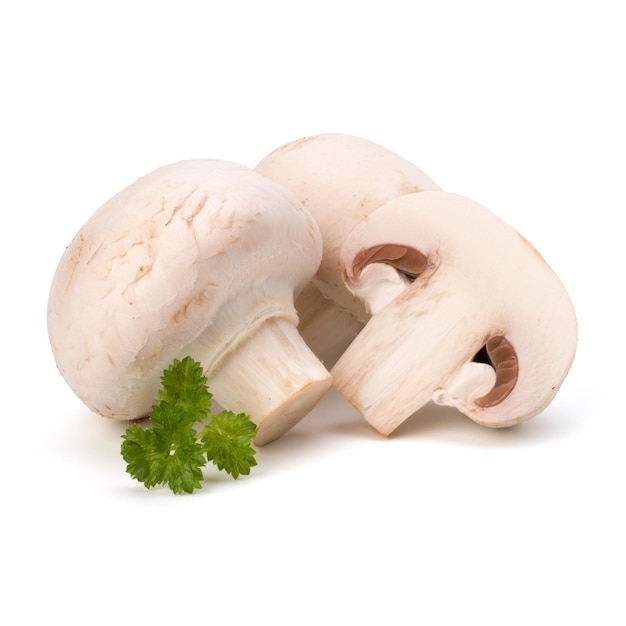 Champignon Pilz