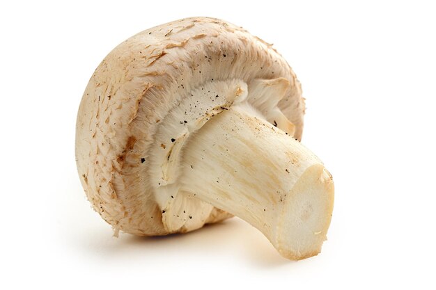 Champignonpilz