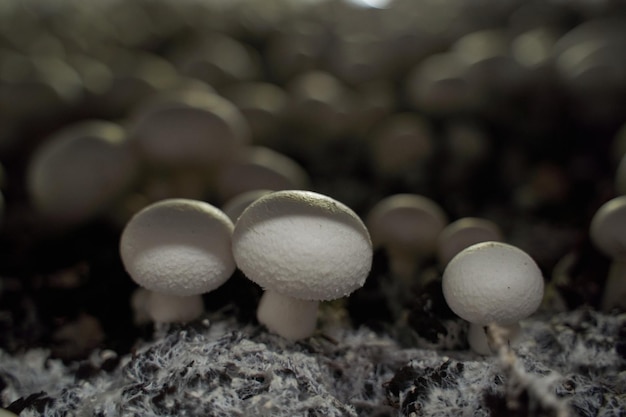 Champignons crescendo em uma estufa para cogumelos Closeup