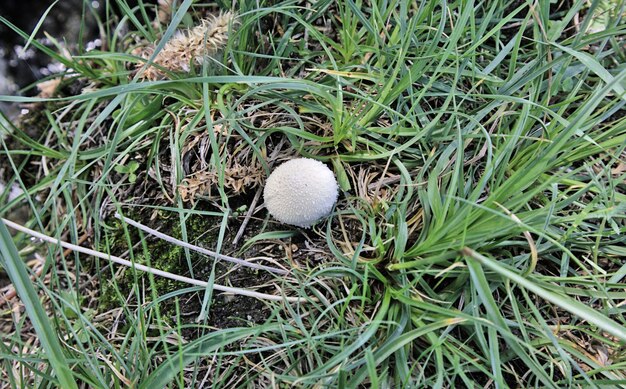 Foto champiñón blanco salvaje en khaplu hanjor