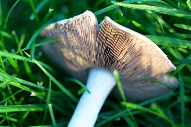 Champiñón de campo sobre un fondo de hierba verde