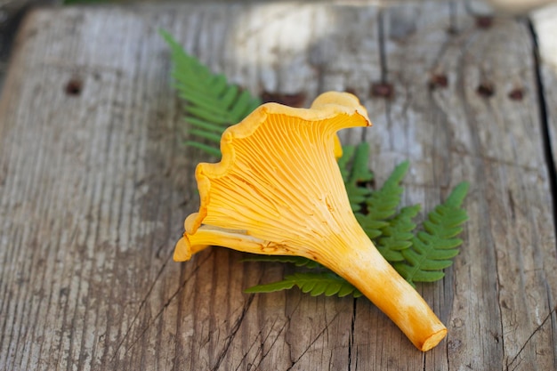 champiñón chanterelle amarillo sobre mesa de madera con hoja de helecho verde