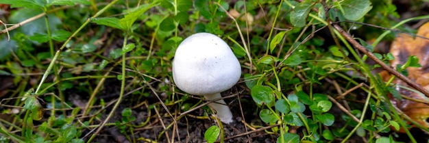 Champiñón en un fondo natural. foto de alta calidad