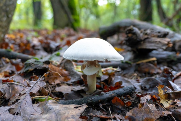 Champiñón en un fondo natural. foto de alta calidad