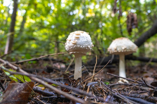 Champiñón en un fondo natural. foto de alta calidad