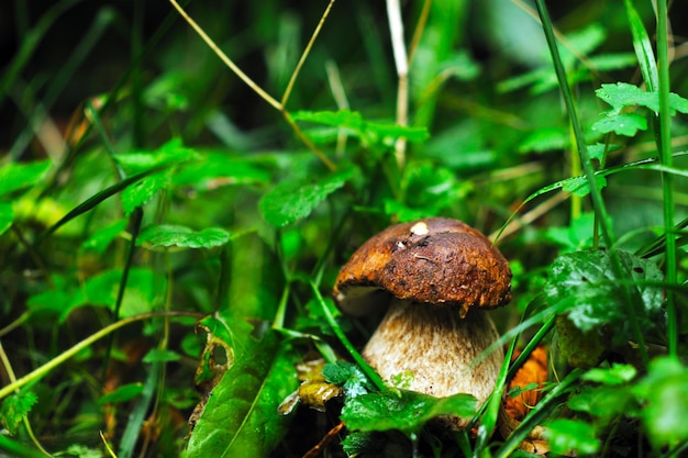 champiñón fresco sano eco orgánico cultivado comida al aire libre en la naturaleza