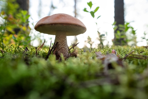 Champiñón tapa naranja Boletus edulis en bosque